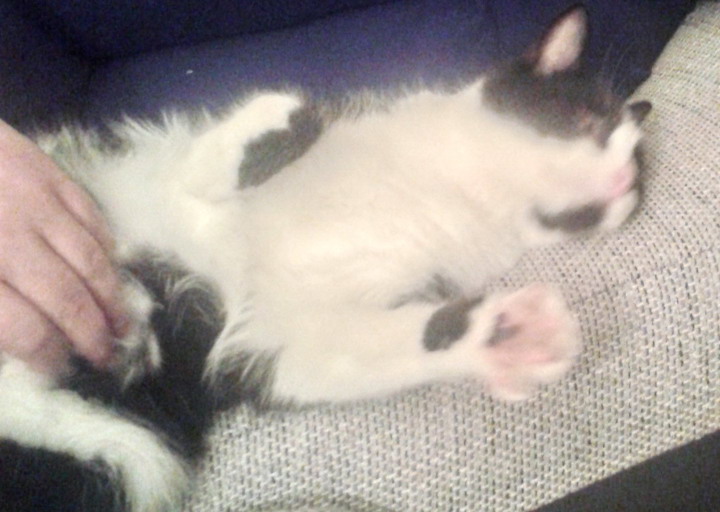 happy_1425328554Figaro_2.jpg