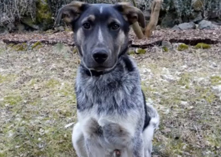 happy_1427639974Lobo0.jpg