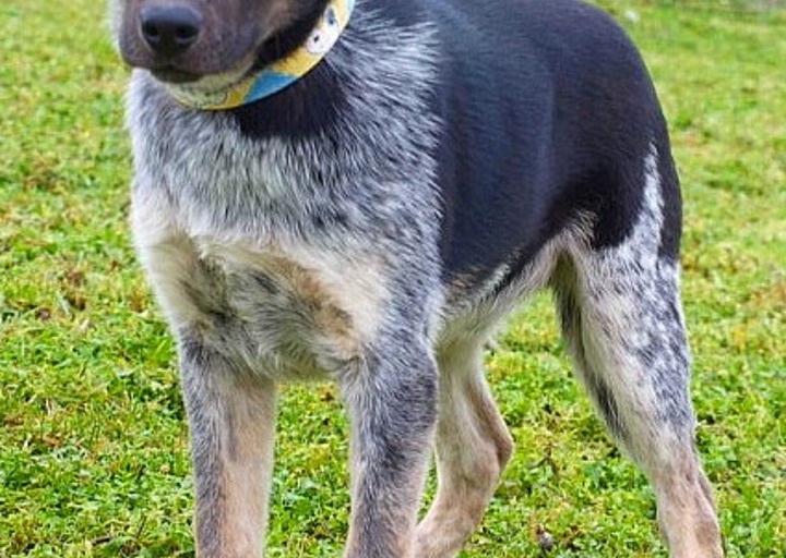 happy_1427639974Lobo1.JPG