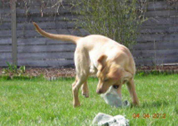 happy_1333907289image4.jpg