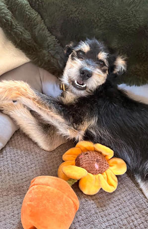 Mirko 2