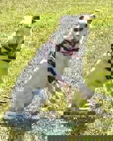 Bonnie 1