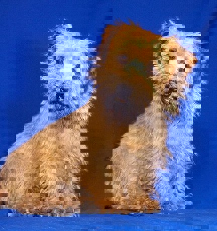 Bubo 1
