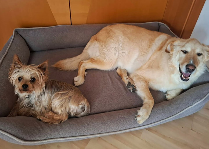 Harley5