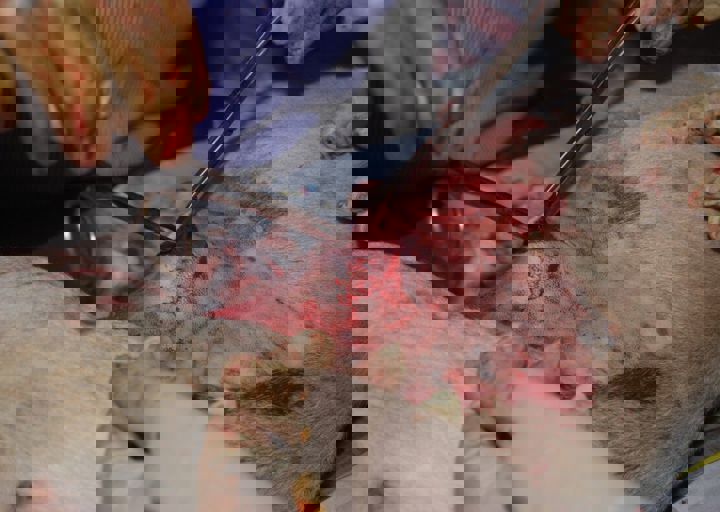 dsc_0349.jpg