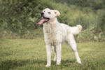 Tea 2 (1)