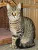 pet_1503214323Clyde_4.jpg