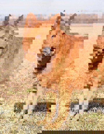 Oskar 1
