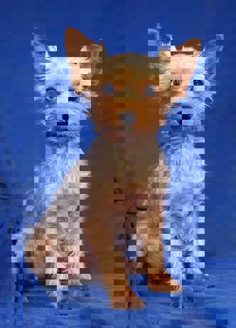 Olivia 4