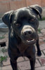 Buddy 2 (1)