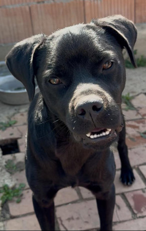 Buddy 2 (1)