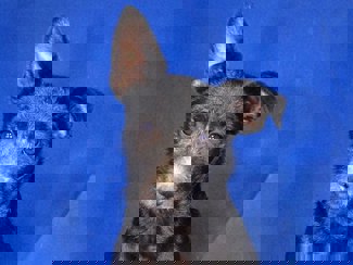 Noki 1 (1)