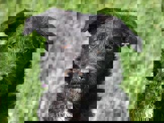 Pepe 1 (1)