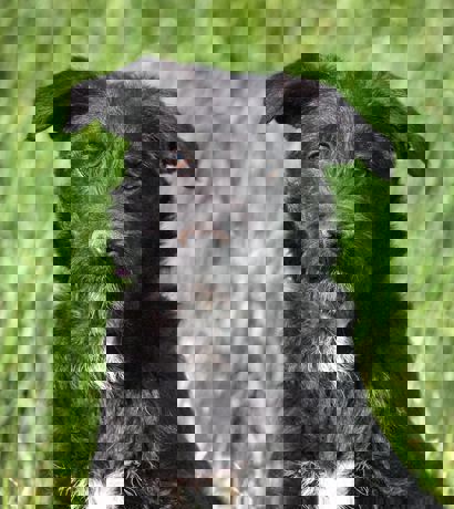 Pepe 1 (1)