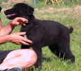 Livie 3