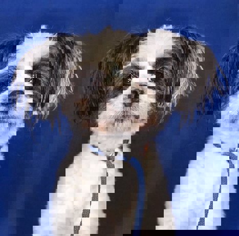 Vanilla 3