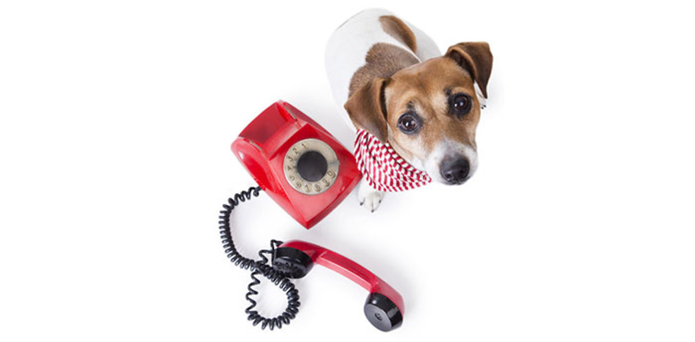 hund-telefon-kontakt.jpg