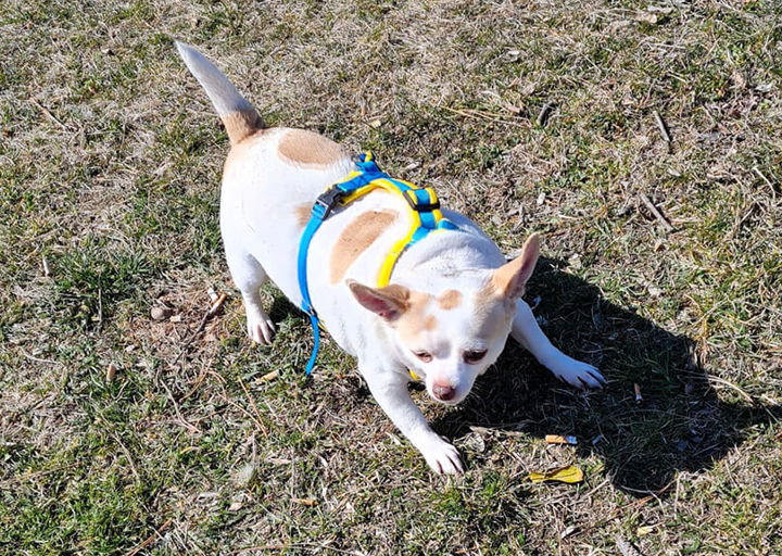 Daisy1
