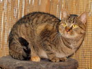 pet_1422514680Tigra_1.jpg