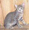 pet_1442212546Silver_1.JPG