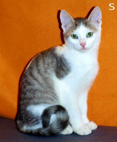 pet_1452237324Opus_2.jpg