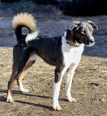 pet_1414563423Altai_3.jpg