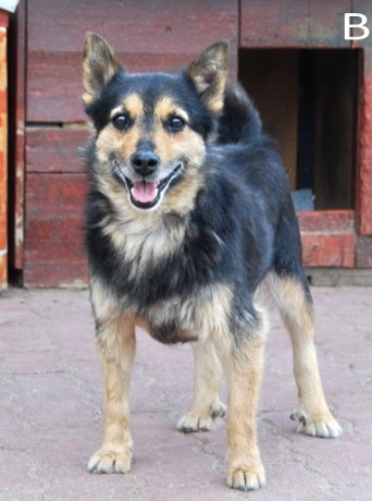 pet_1434003652Bolero_2n.jpg