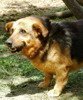 pet_1436419882Mischka_3.jpg