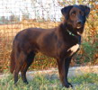 pet_1440395628Black_Jack_1.JPG