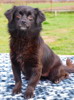 pet_1459750578Blacki_3.jpg