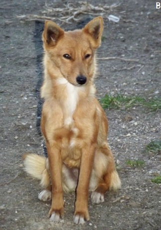 pet_1365834567Fox_2.jpg