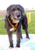 pet_1366701076Farah_4.jpg