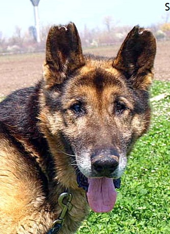 pet_1367044354Sheriff_2.jpg