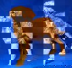 Nelson 2