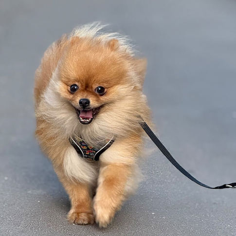 Peanut1