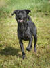 Buddy 4 (2)