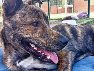 Rocco 3 (1)