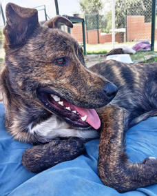 Rocco 3 (1)