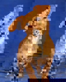 Tracy 1
