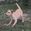 Dora 2 (1)
