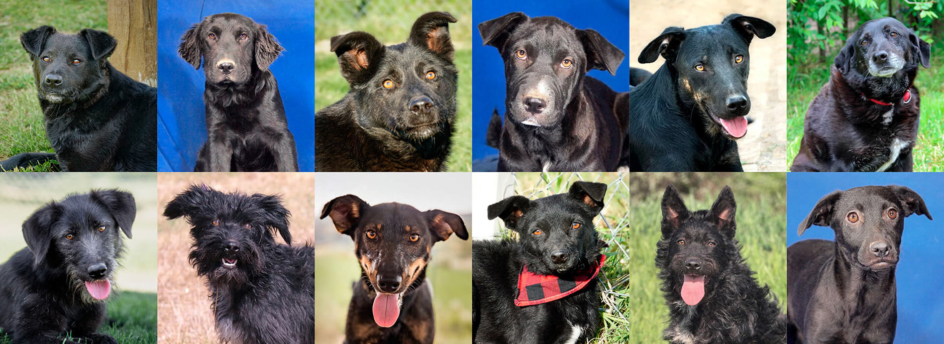 Aca Header Black Diamonds 2026 Detail