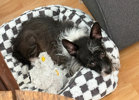 Kody 2 (1)