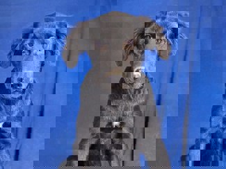 Shelly 1 (1)