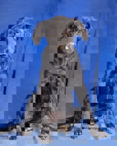 Shelly 1 (1)