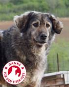 Mascha : Jugoslawischer Hirtenhund, Hündin, geb.  Sept. 2010, bei uns seit Mai 2019