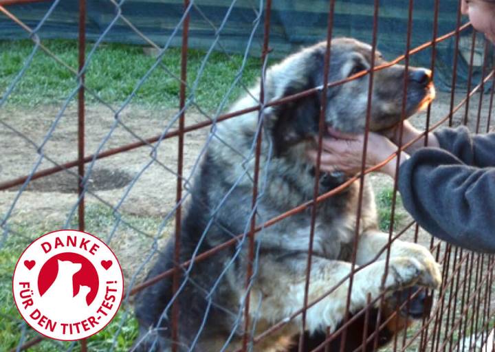 Mascha : Jugoslawischer Hirtenhund, Hündin, geb.  Sept. 2010, bei uns seit Mai 2019