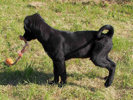 Lionell 3
