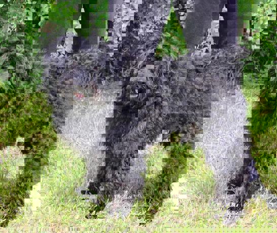 Felix 2 (1)