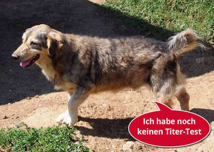 Kuno: Mischling, Rüde, geb. November 2012, bei ACA seit Oktober 2019