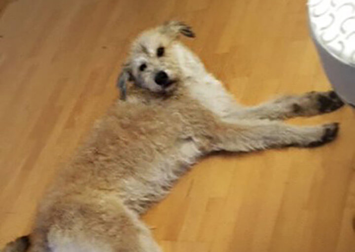 Dusty4.jpg